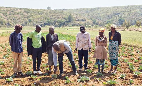 Diretrizes da FAO devem ser incluídas em novos censos agropecuários até 2035